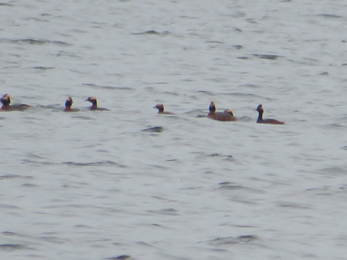 Eared Grebe - ML645351462