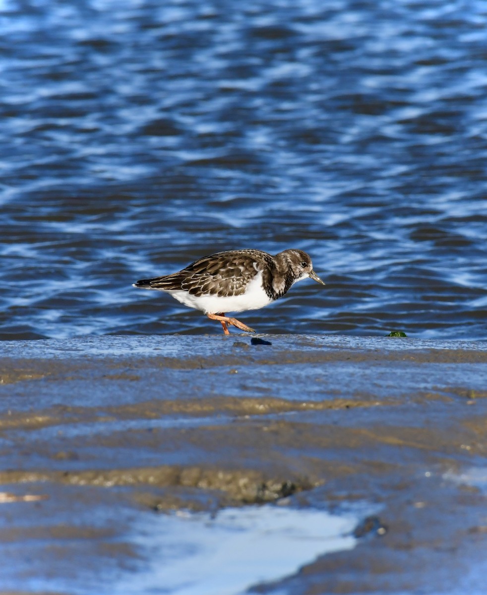 Taşçeviren - ML645351468