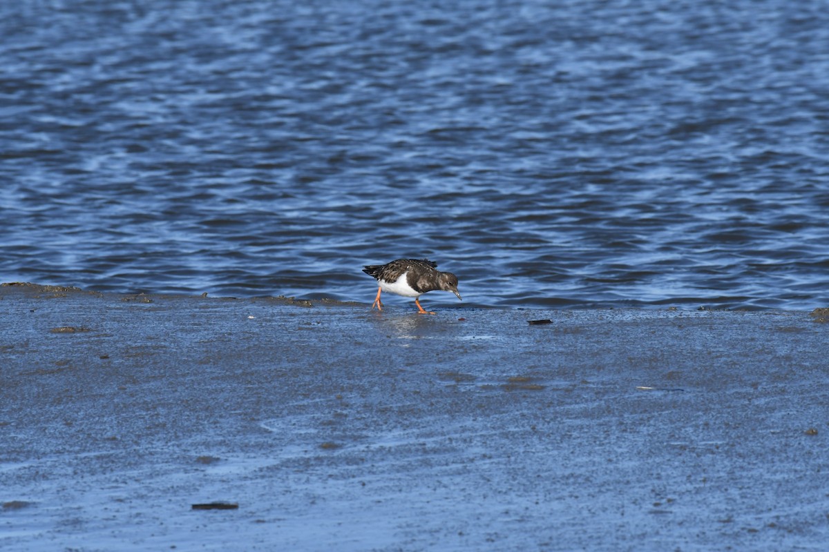 Taşçeviren - ML645351469