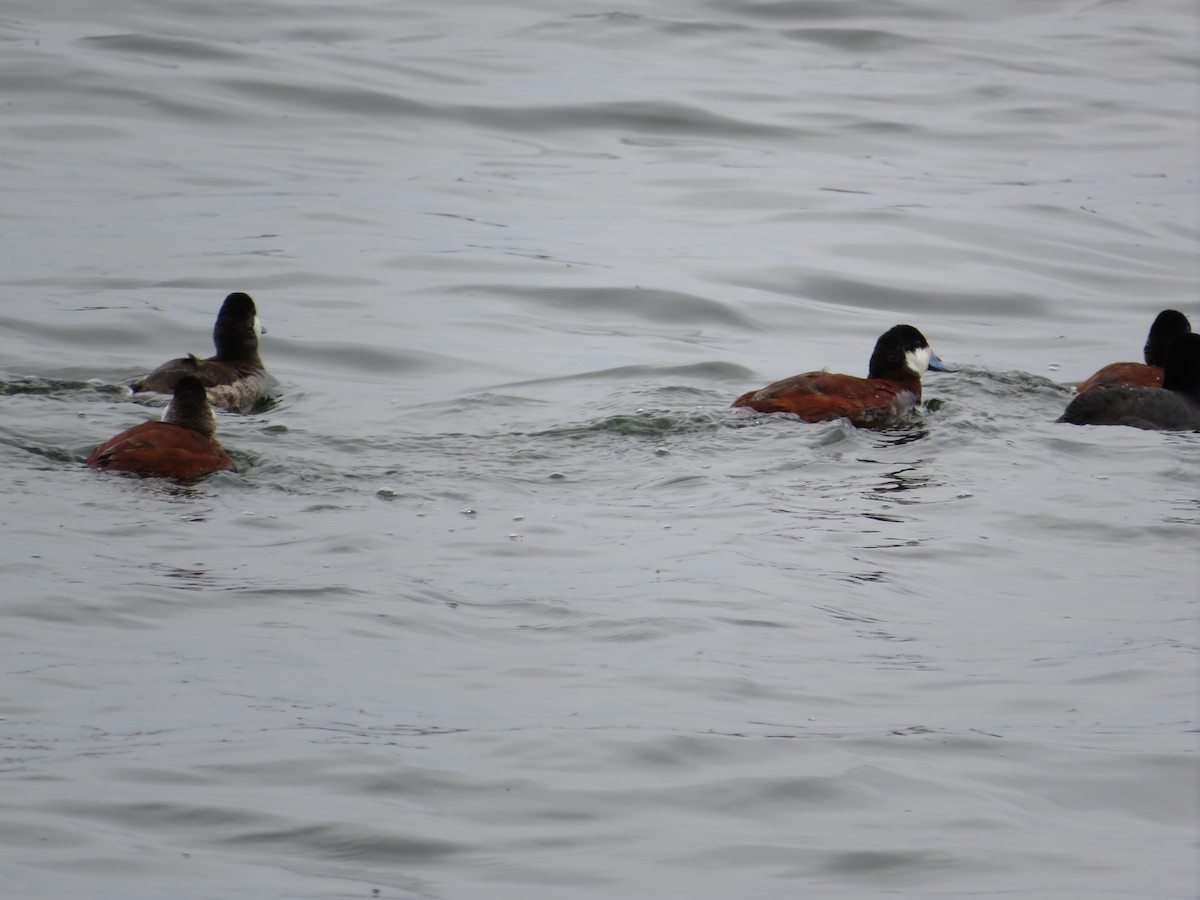 Ruddy Duck - ML645351470