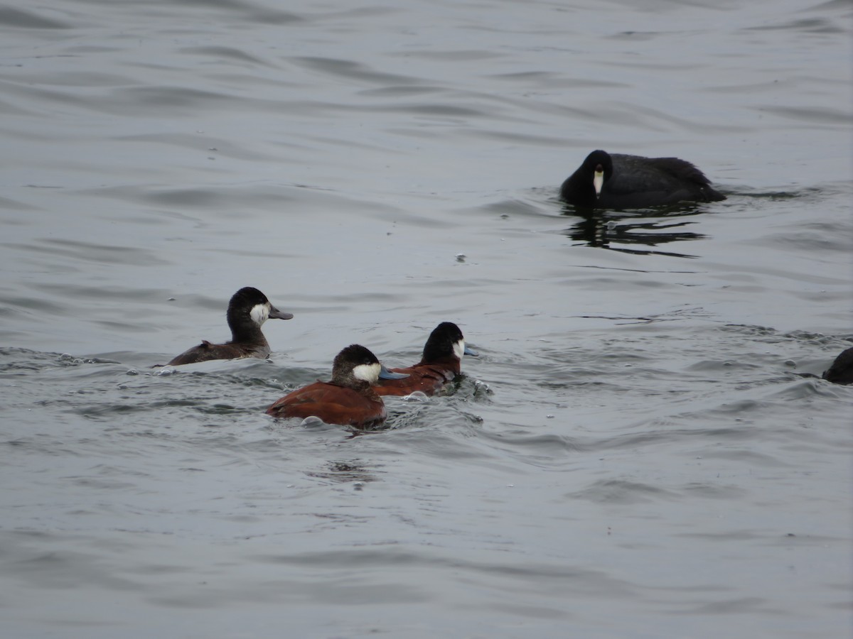 Ruddy Duck - ML645351471