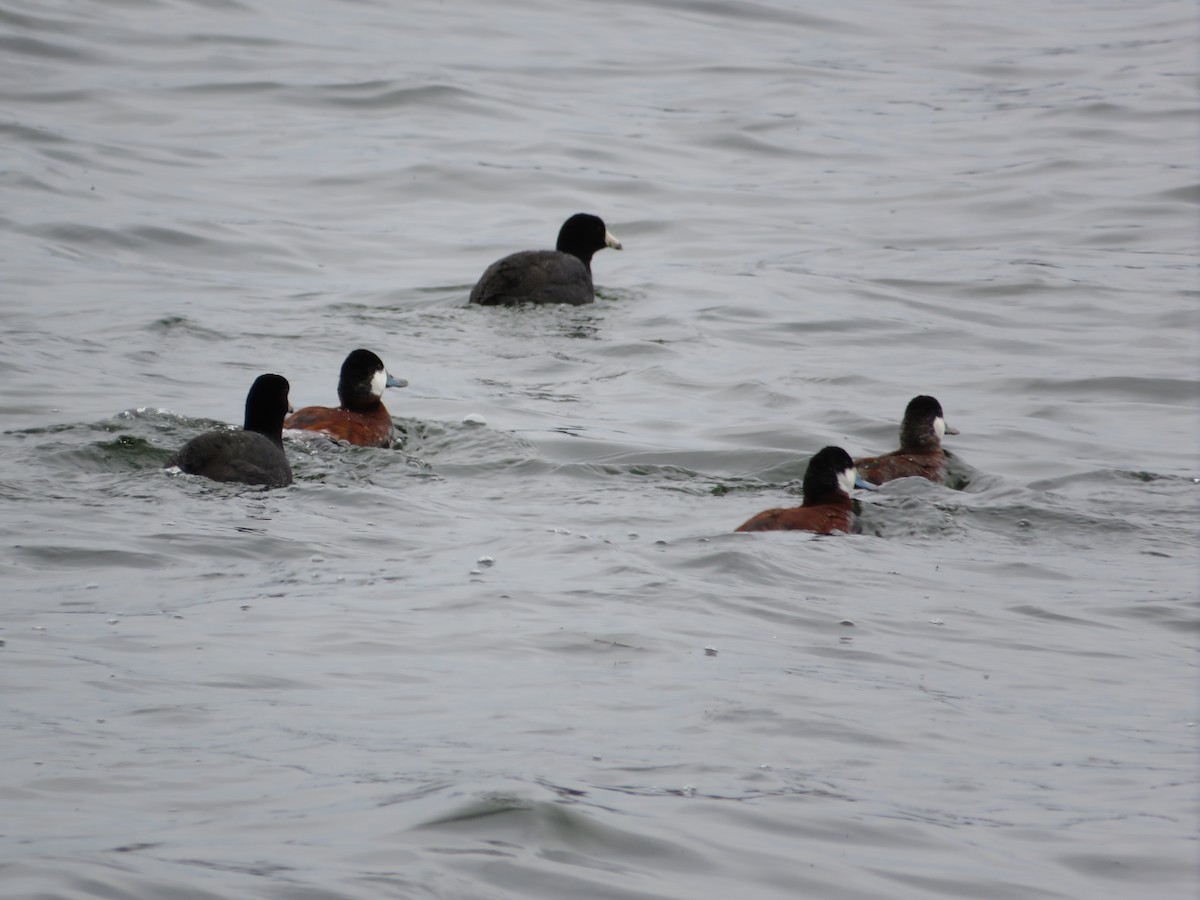 Ruddy Duck - ML645351472