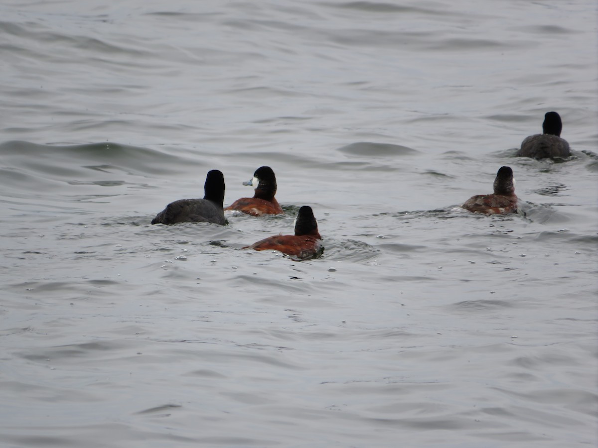Ruddy Duck - ML645351473