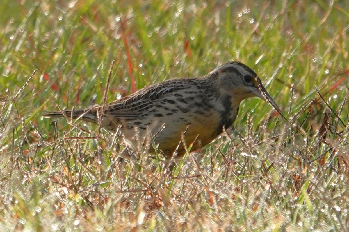 Western Meadowlark - ML645351479