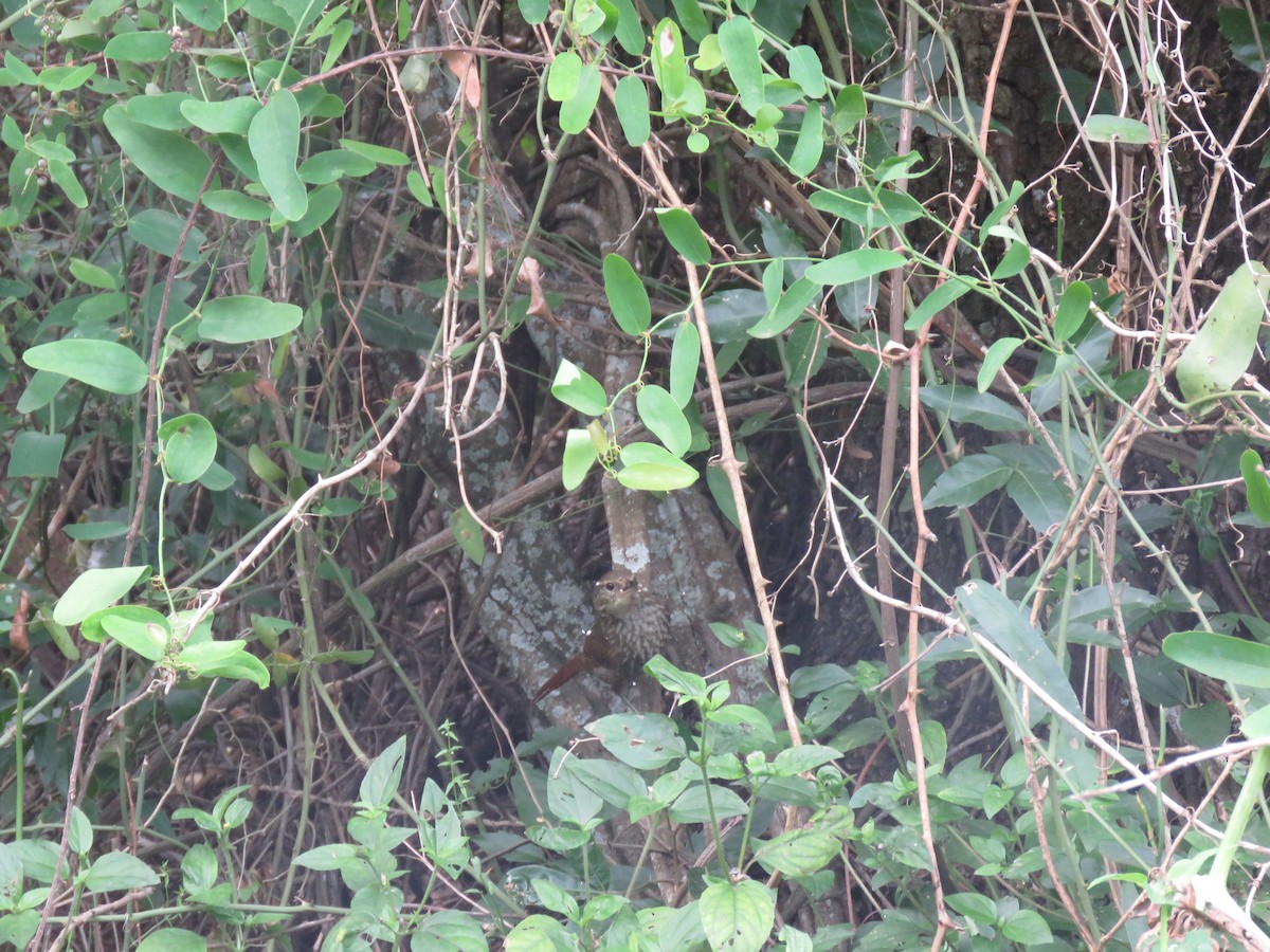 Buff-browed Foliage-gleaner - ML645351489