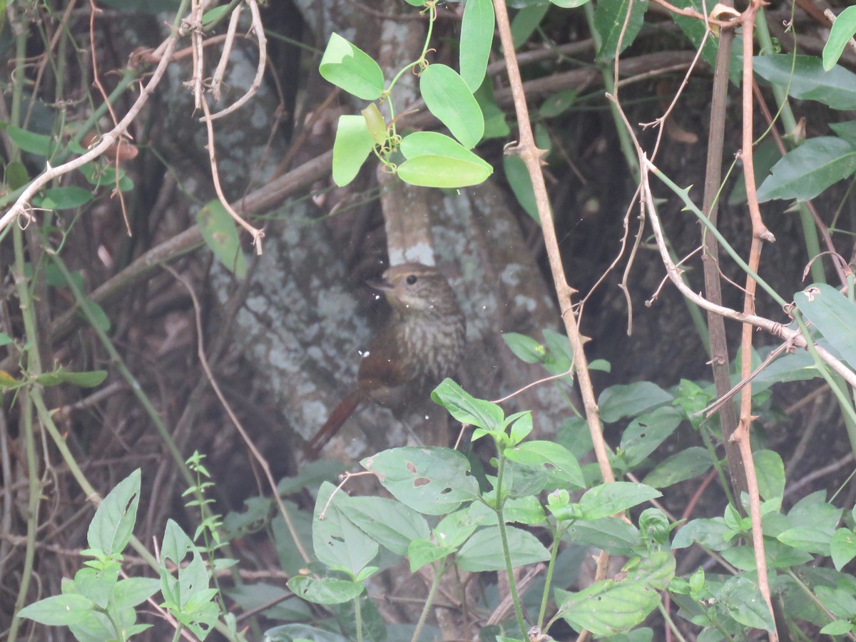 Buff-browed Foliage-gleaner - ML645351490