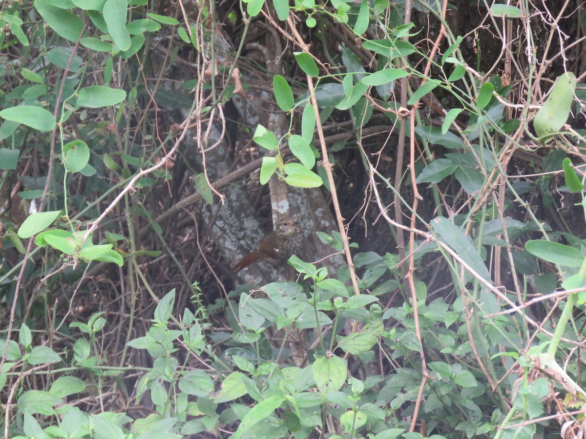 Buff-browed Foliage-gleaner - ML645351491