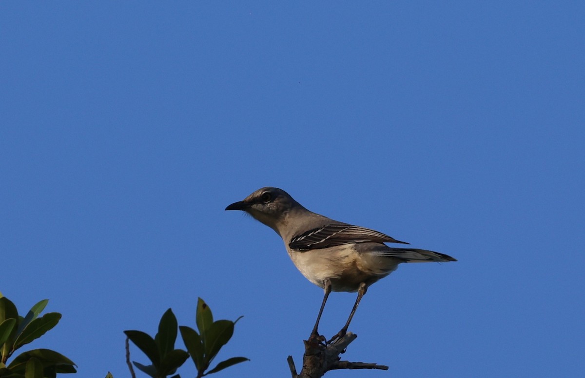 Tropikal Taklitçi - ML645351493