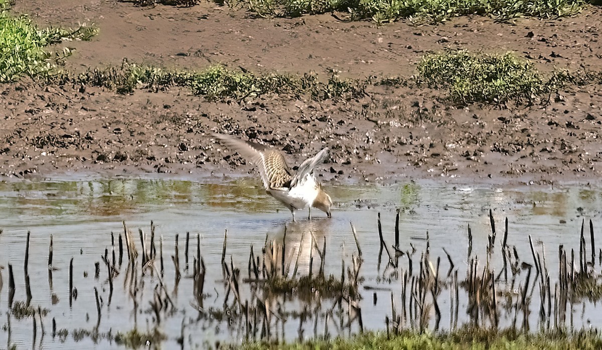 חופית חדת-זנב - ML645351501