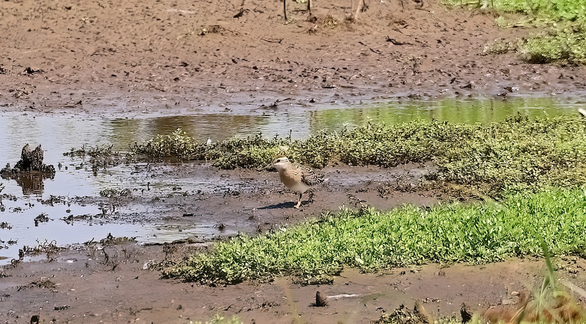 חופית חדת-זנב - ML645351502