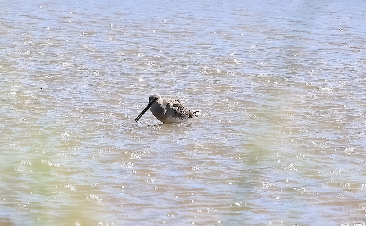 חרטומנית ארוכת-מקור - ML645351512
