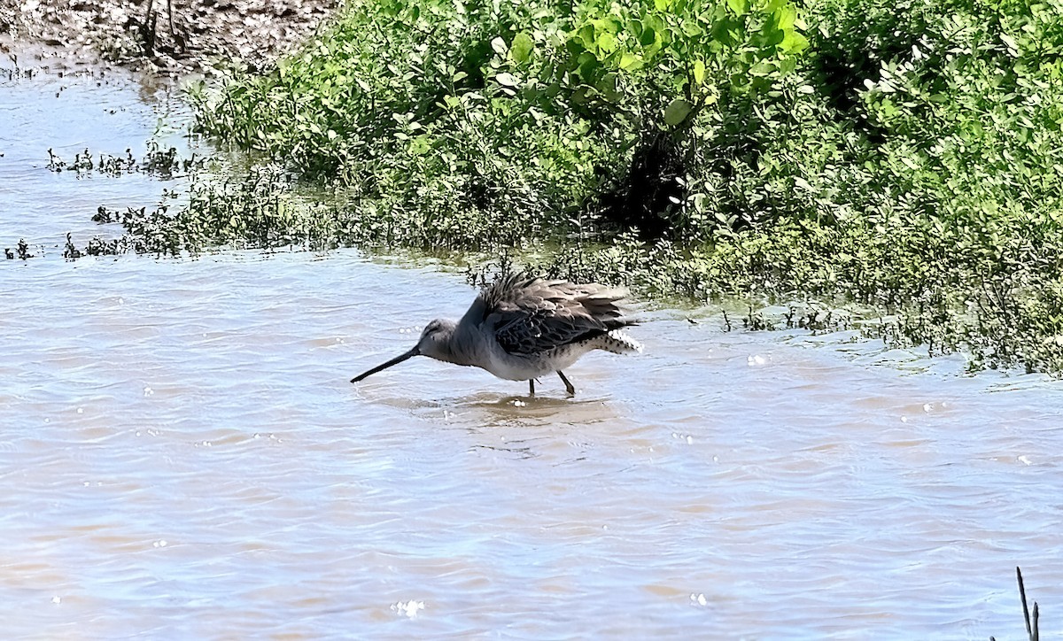 חרטומנית ארוכת-מקור - ML645351513