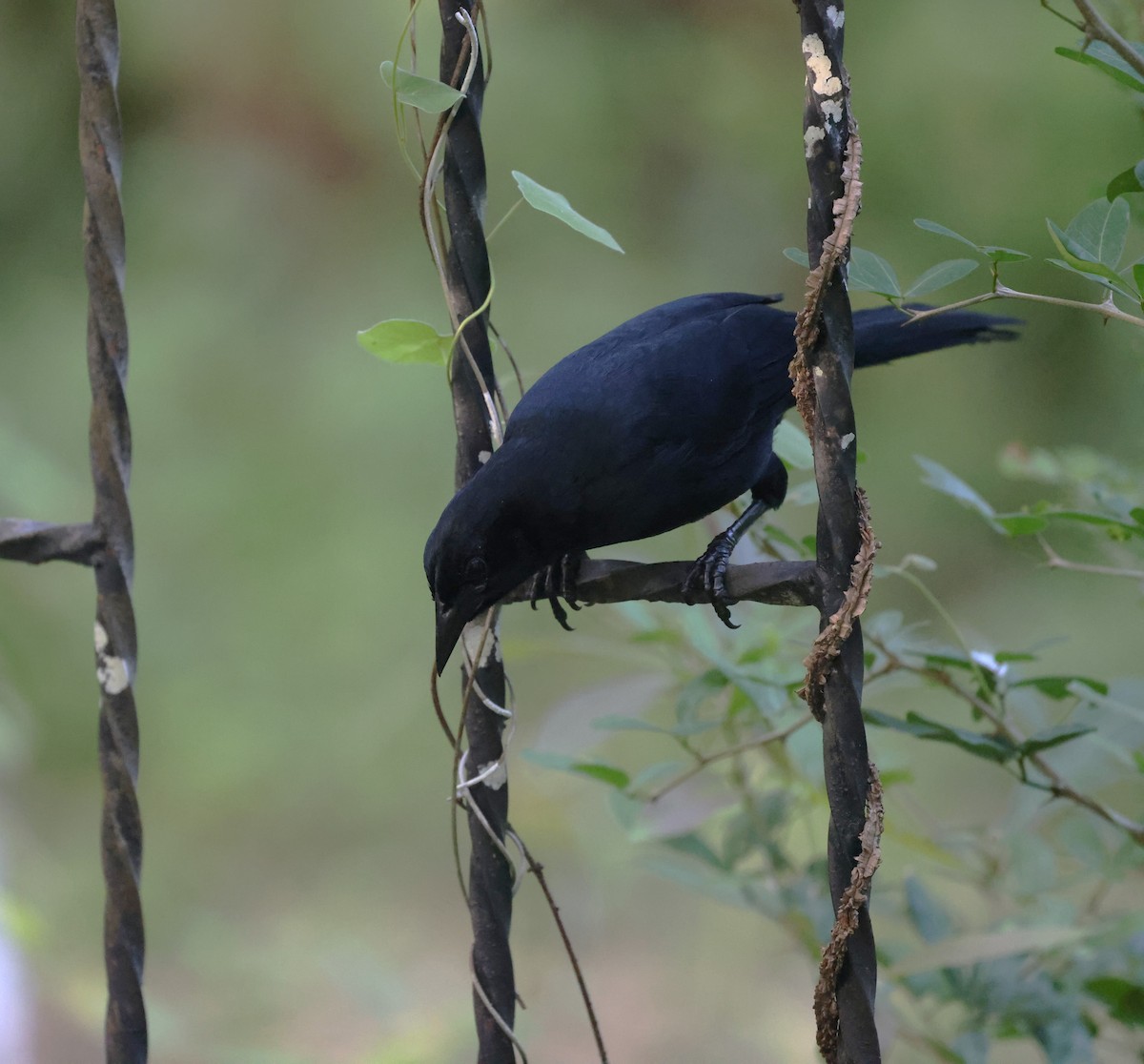 Melodious Blackbird - ML645351518