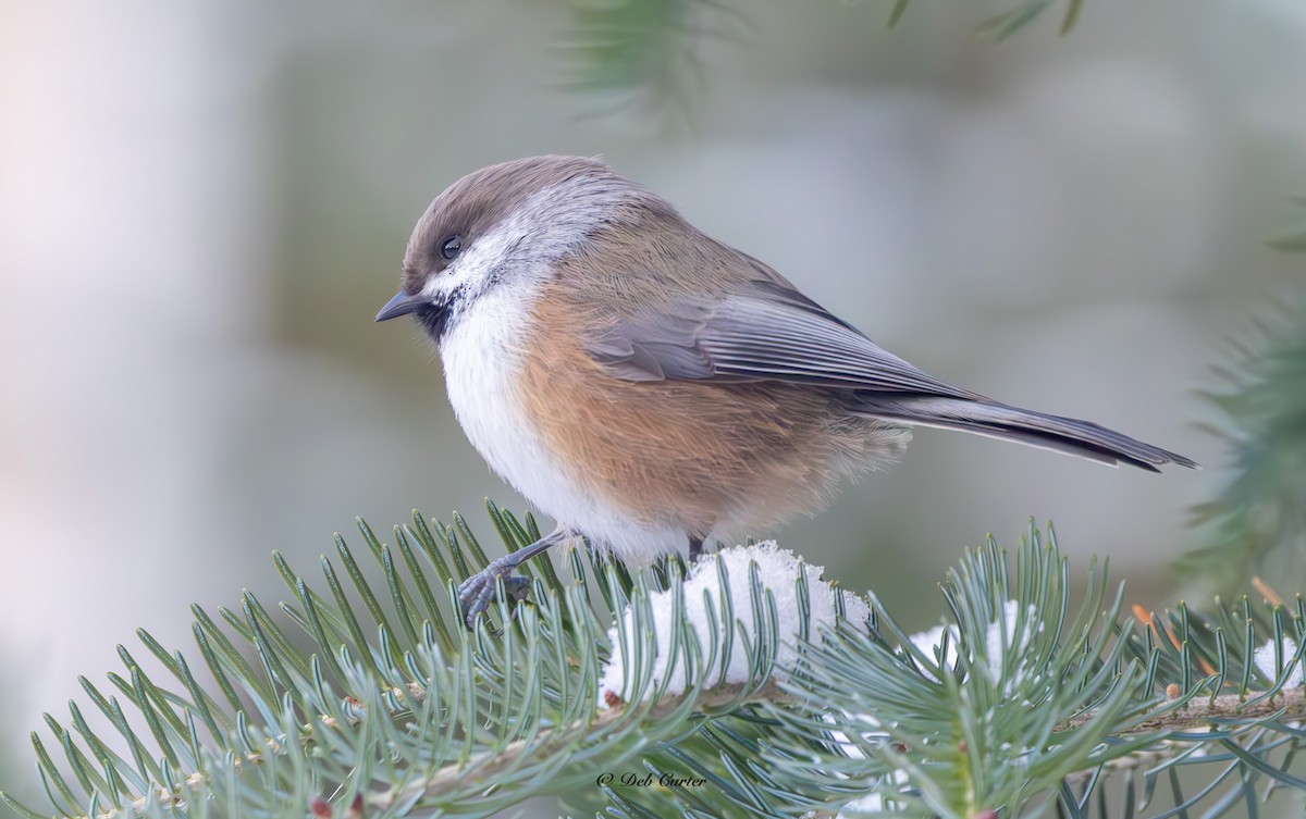 Hudsonmeise - ML645351520