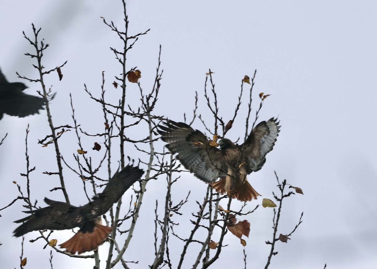 Poiana codarossa - ML645351522