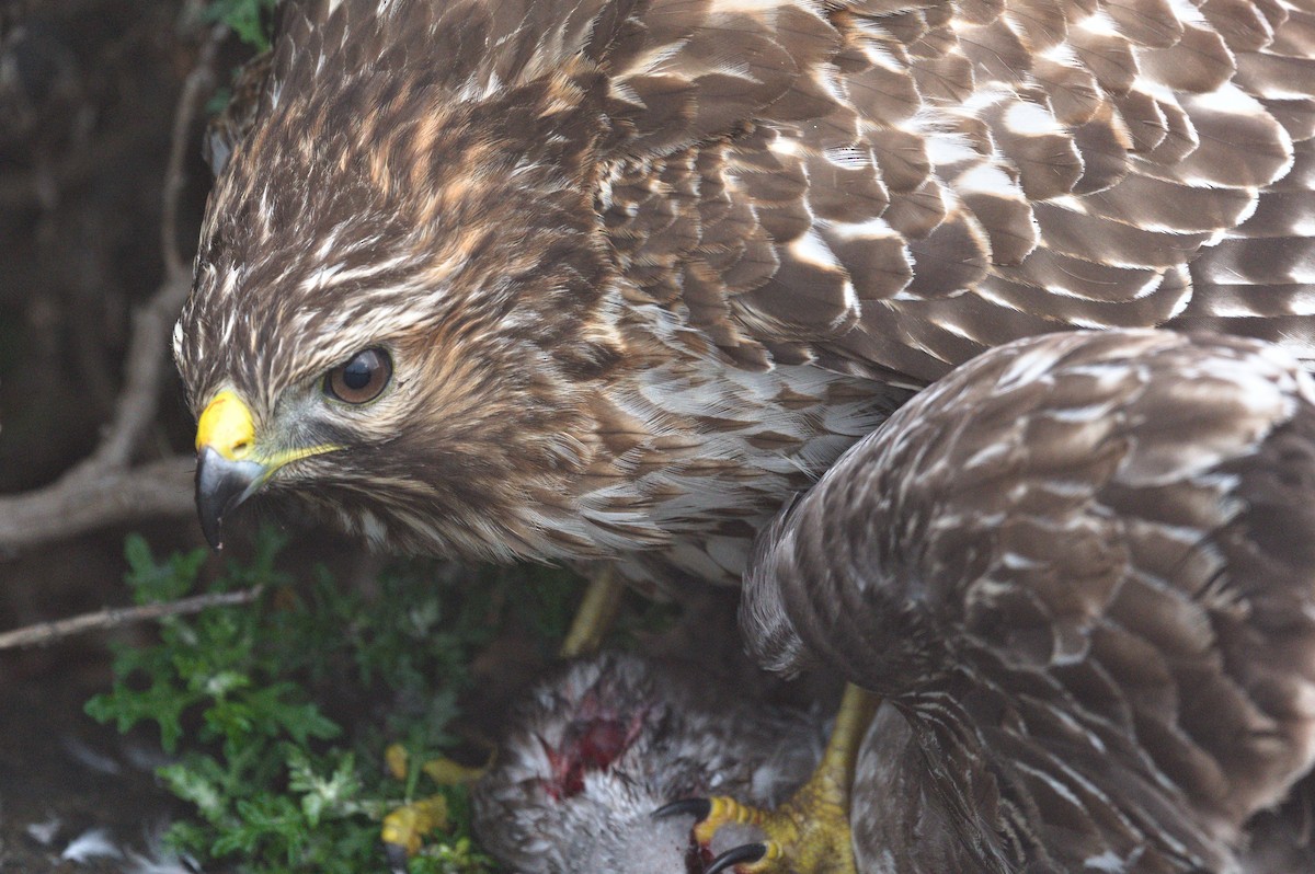Red-shouldered Hawk - ML645351524