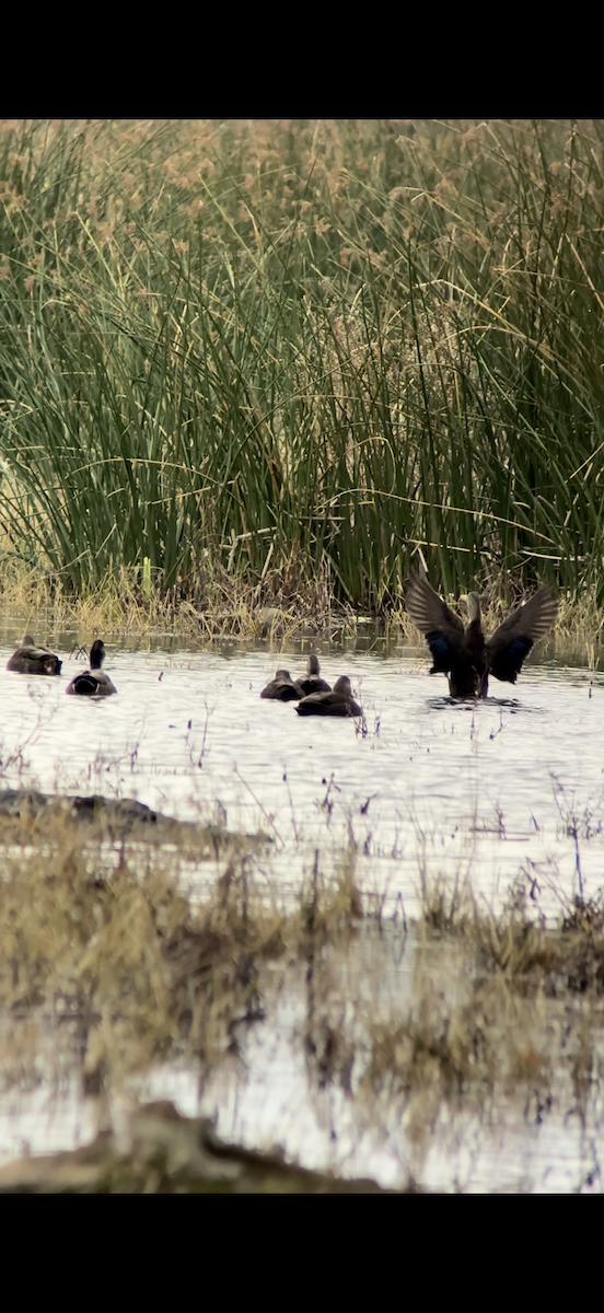 American Black Duck - ML645351532