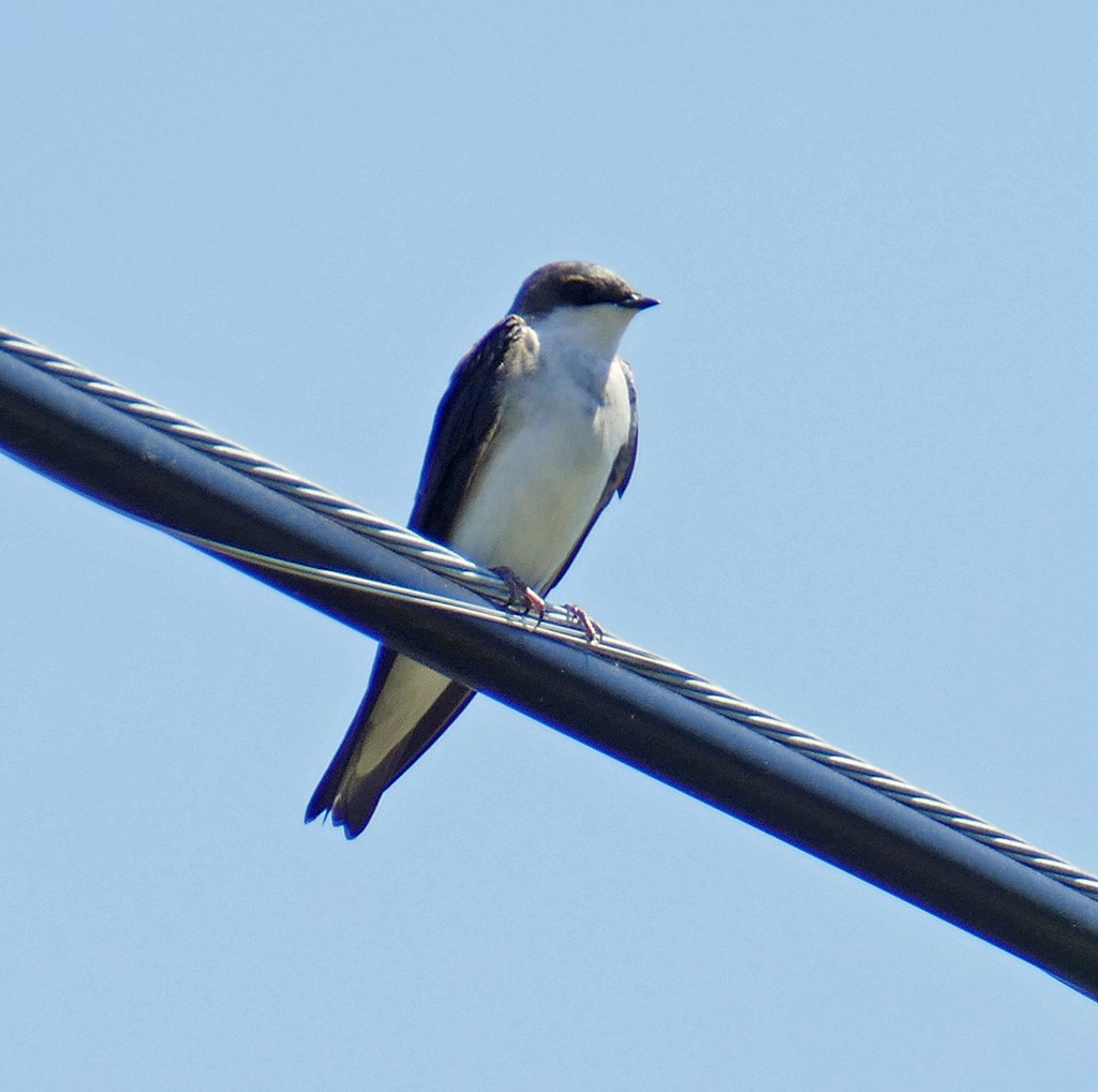 Tree Swallow - ML645351534