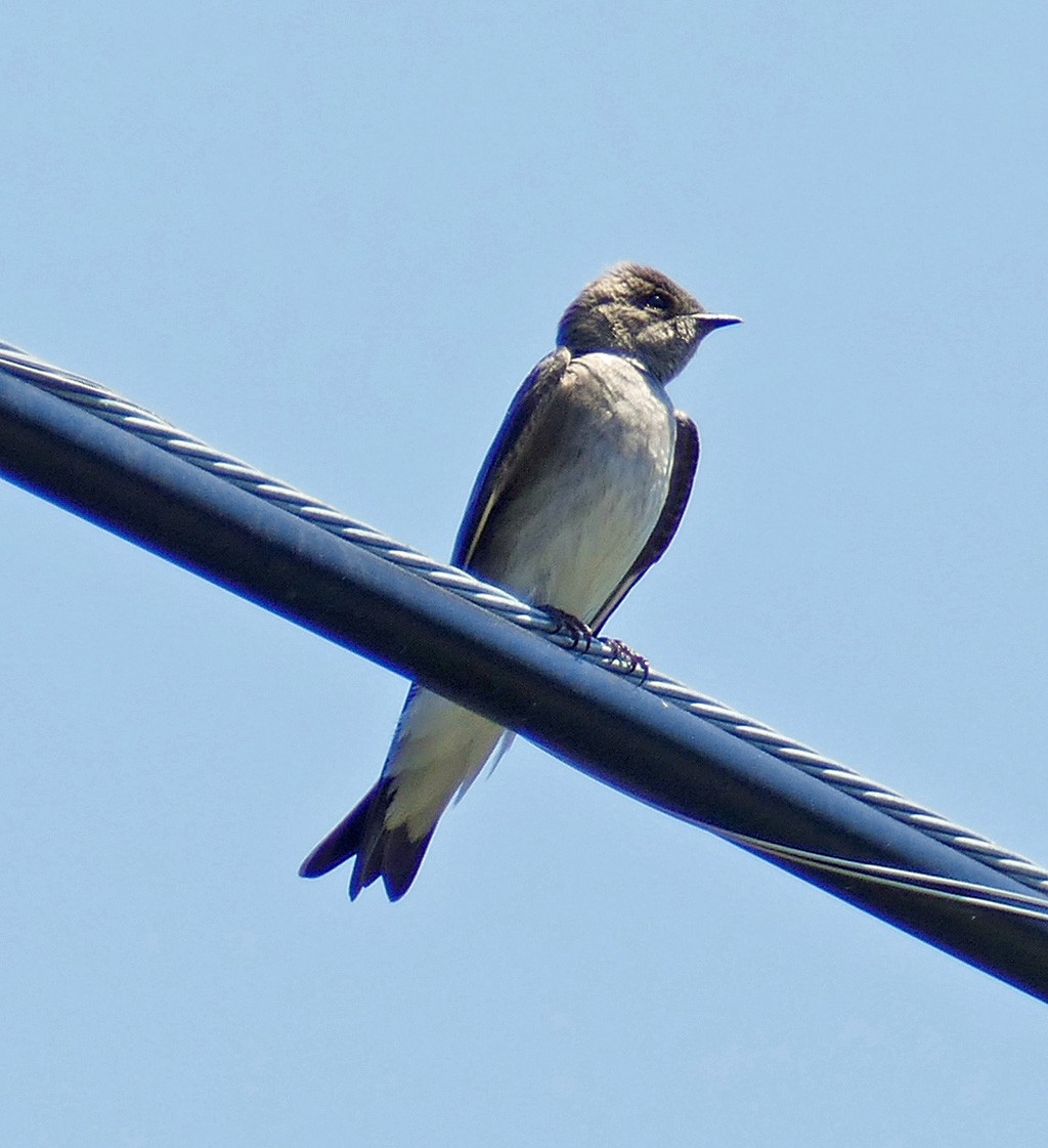 Northern Rough-winged Swallow - ML645351537