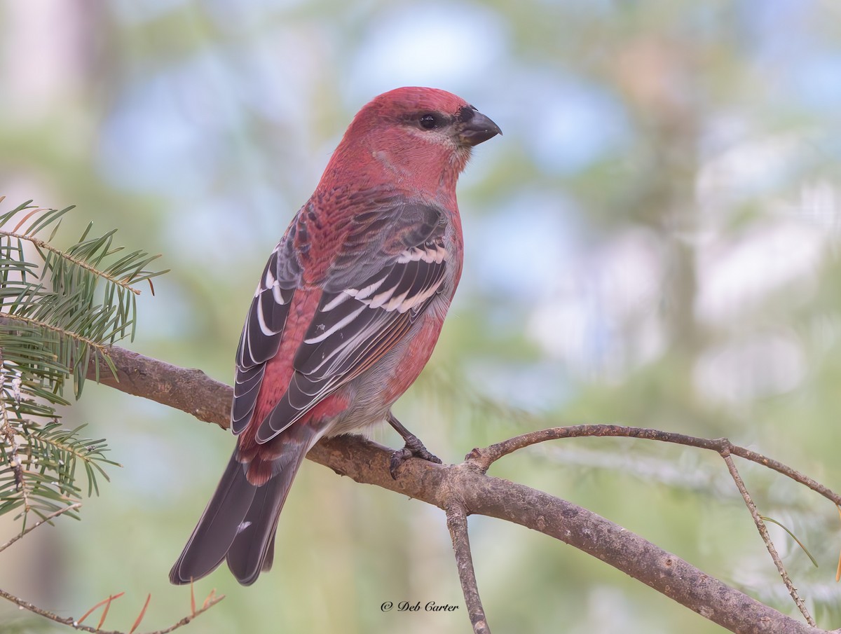 Hakengimpel - ML645351541