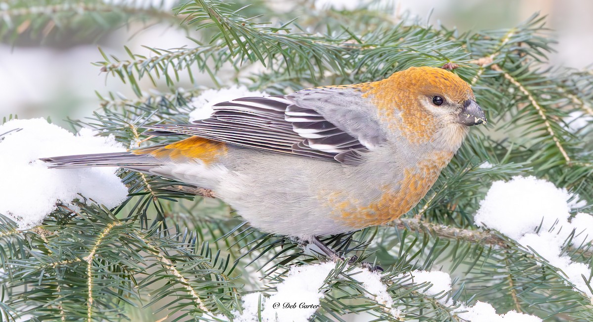 Hakengimpel - ML645351542