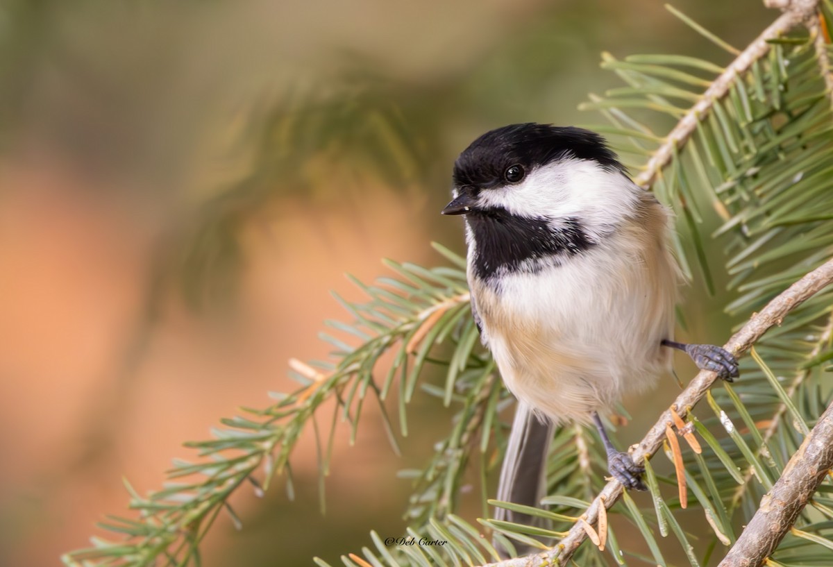 Schwarzkopfmeise - ML645351550