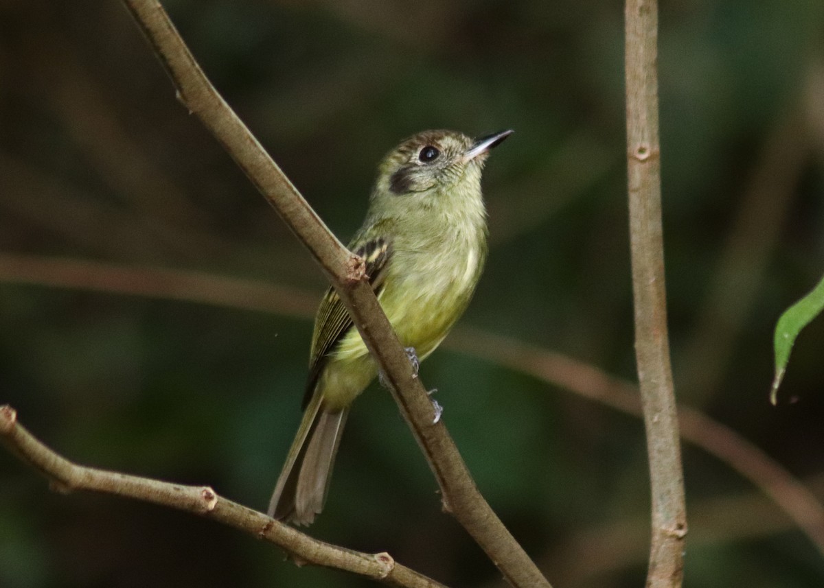 Sepia-capped Flycatcher - ML645351551