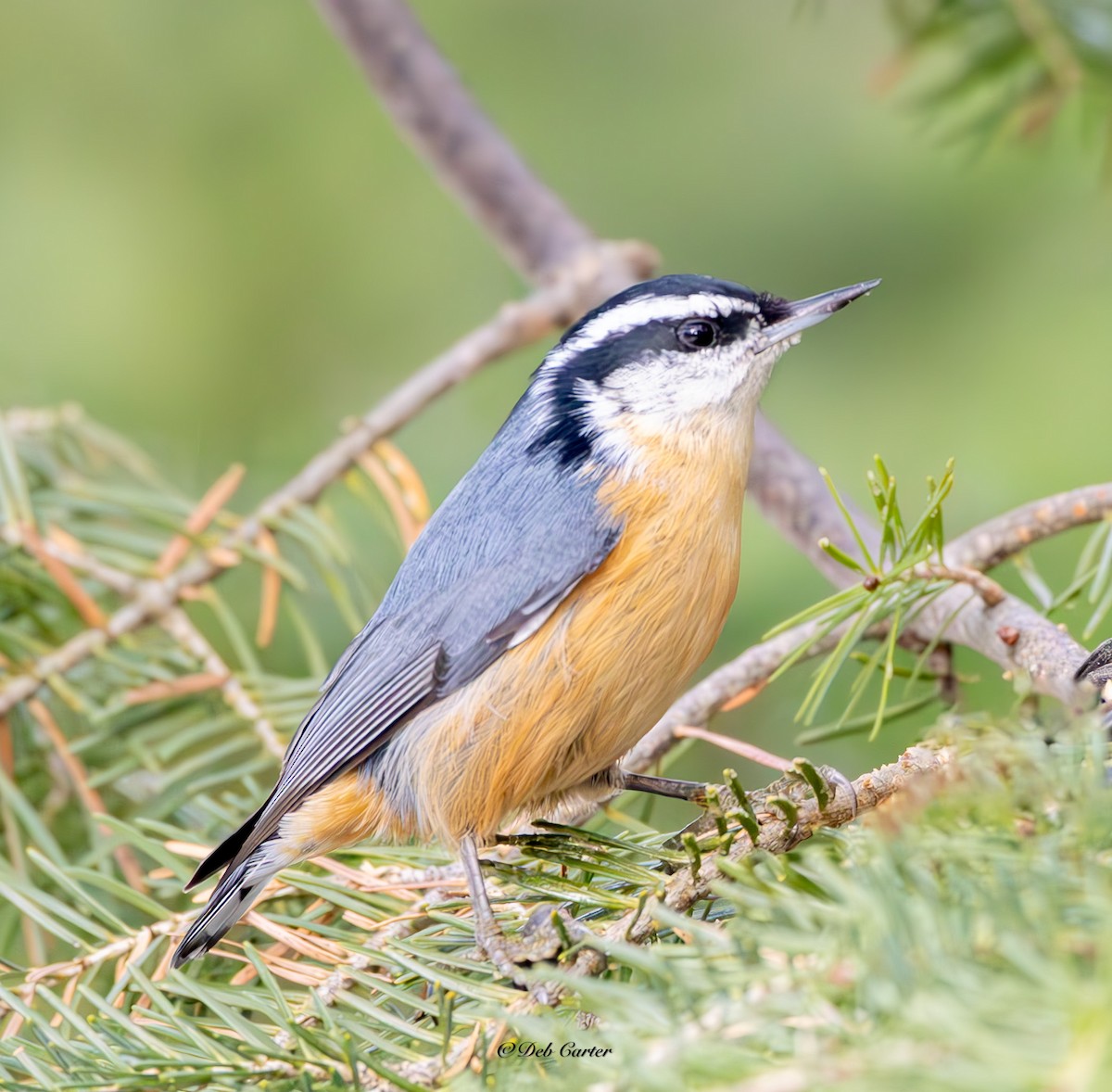 Rotbrustkleiber - ML645351554