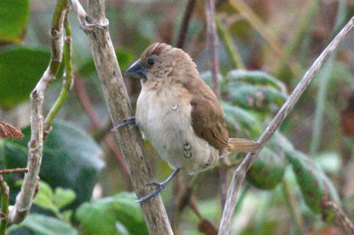 Scaly-breasted Munia - ML645351555