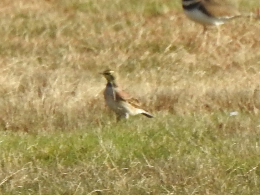 ハマヒバリ - ML645351556