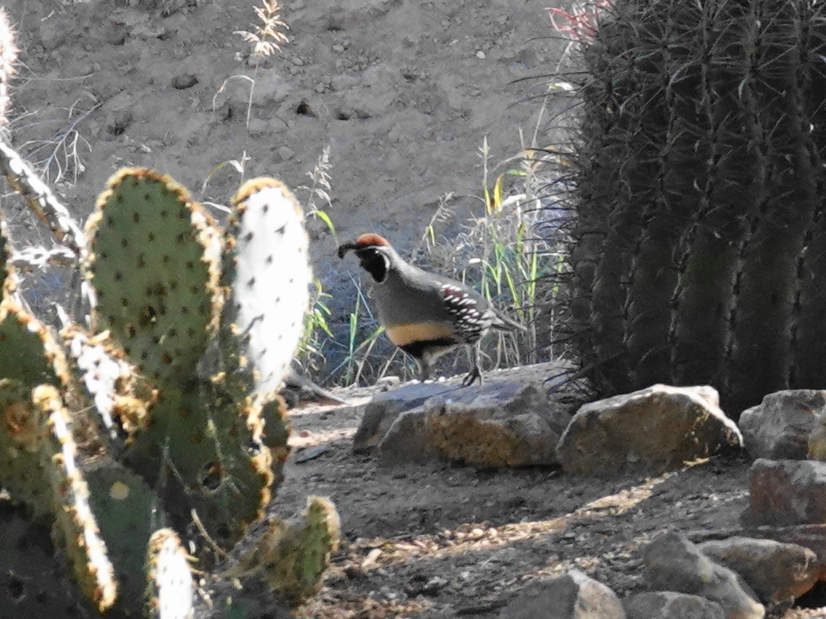 Gambel's Quail - ML645351557