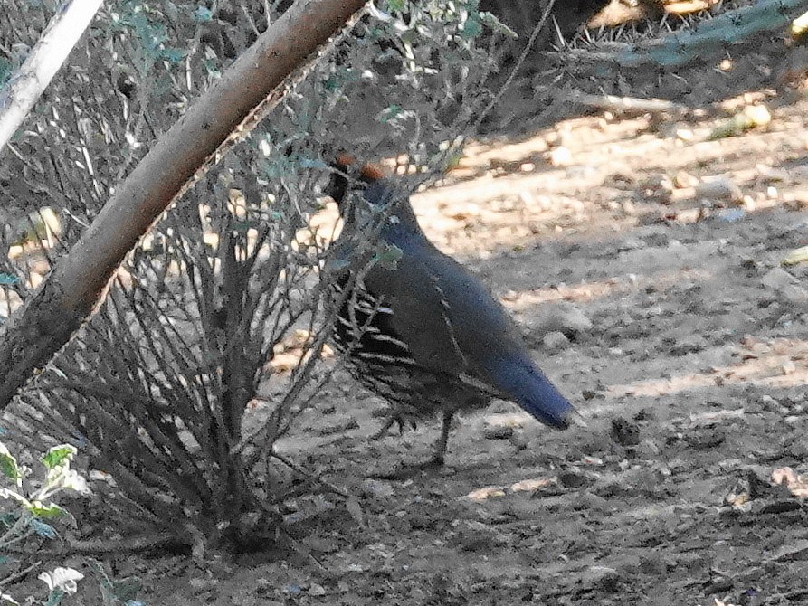 Gambel's Quail - ML645351558