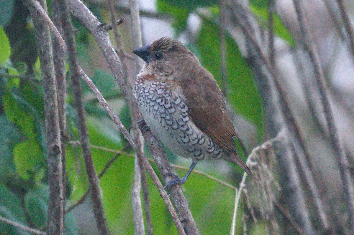 Scaly-breasted Munia - ML645351559