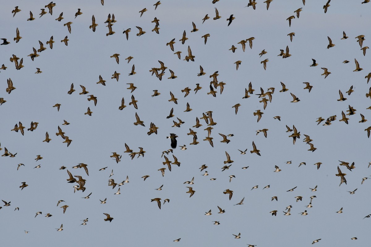 Сивка звичайна - ML645351572