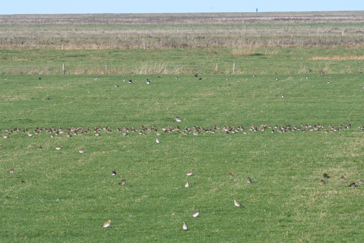 Chorlito Dorado Europeo - ML645351575