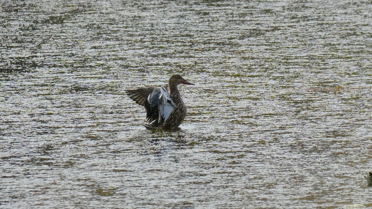 Northern Shoveler - ML645351592