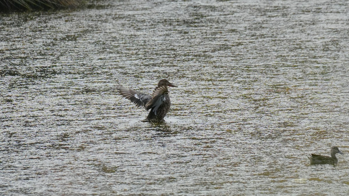 Northern Shoveler - ML645351594