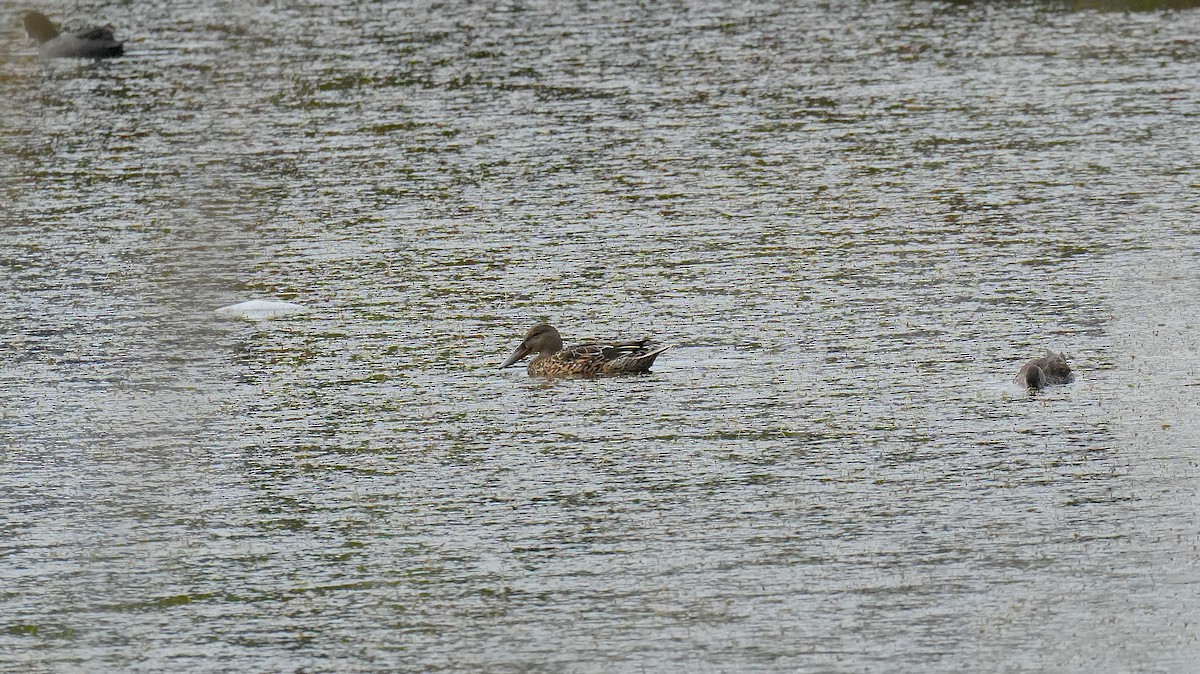 Northern Shoveler - ML645351595