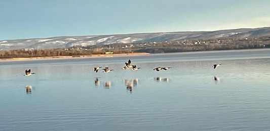 Canada Goose - ML645351605