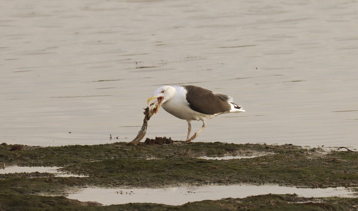 racek mořský - ML645351612