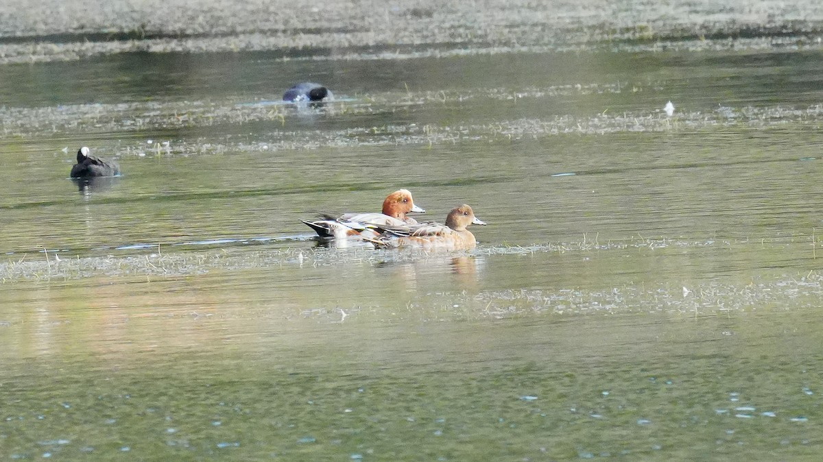 Eurasian Wigeon - ML645351620