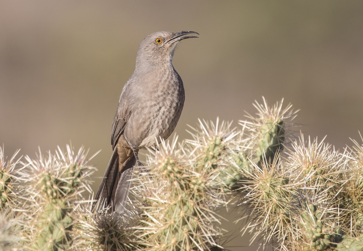 Cuitlacoche Piquicurvo - ML645351622
