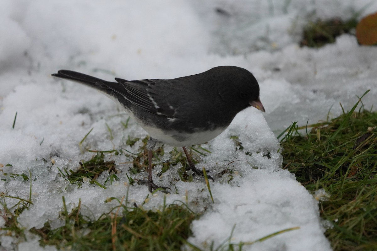 Junco Ojioscuro - ML645351623