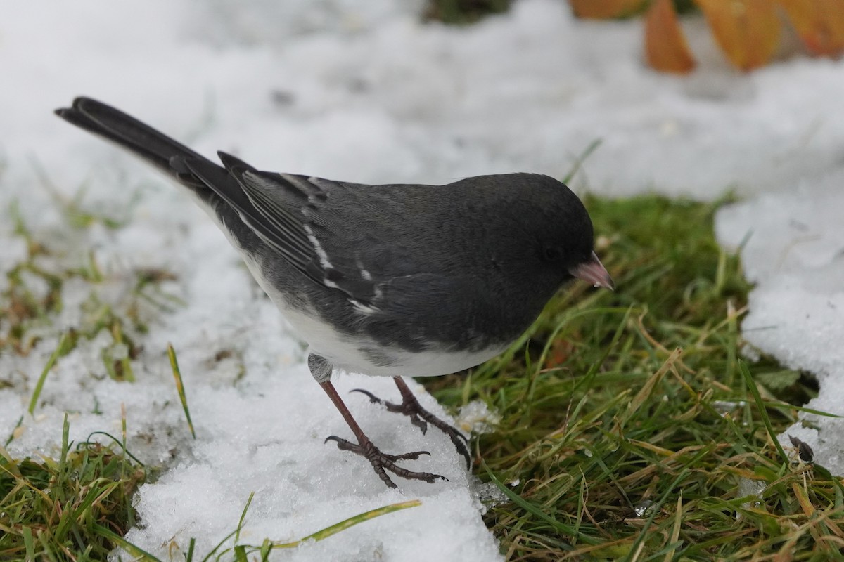 Junco Ojioscuro - ML645351624