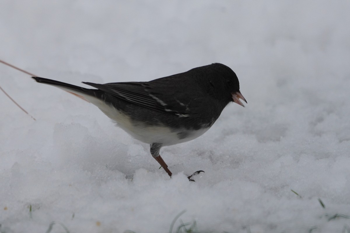 Junco Ojioscuro - ML645351627