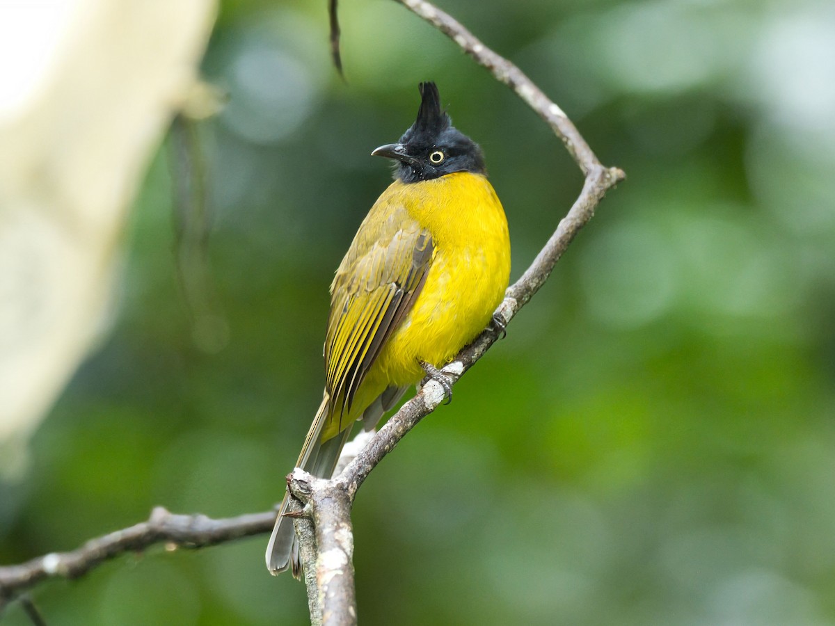 Bulbul Crestinegro - ML645351629