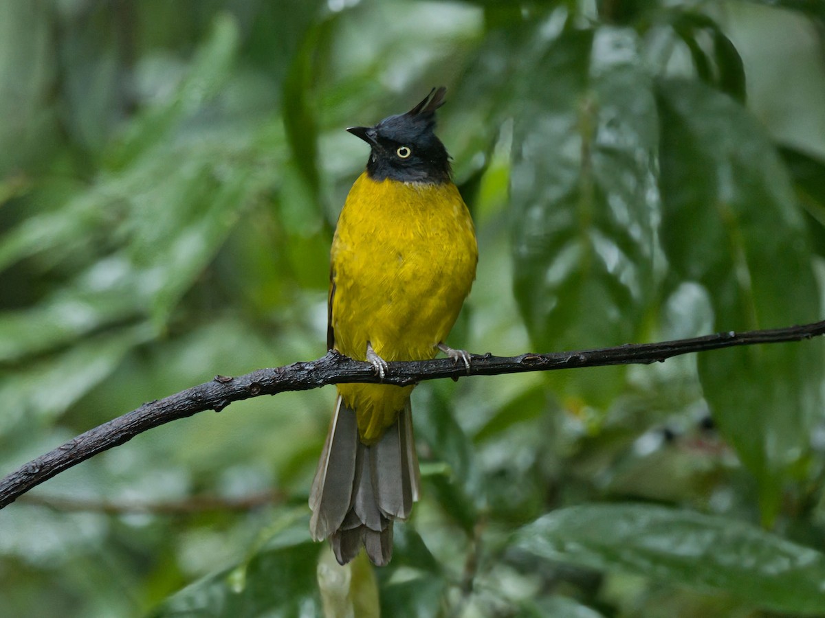 Bulbul Crestinegro - ML645351630