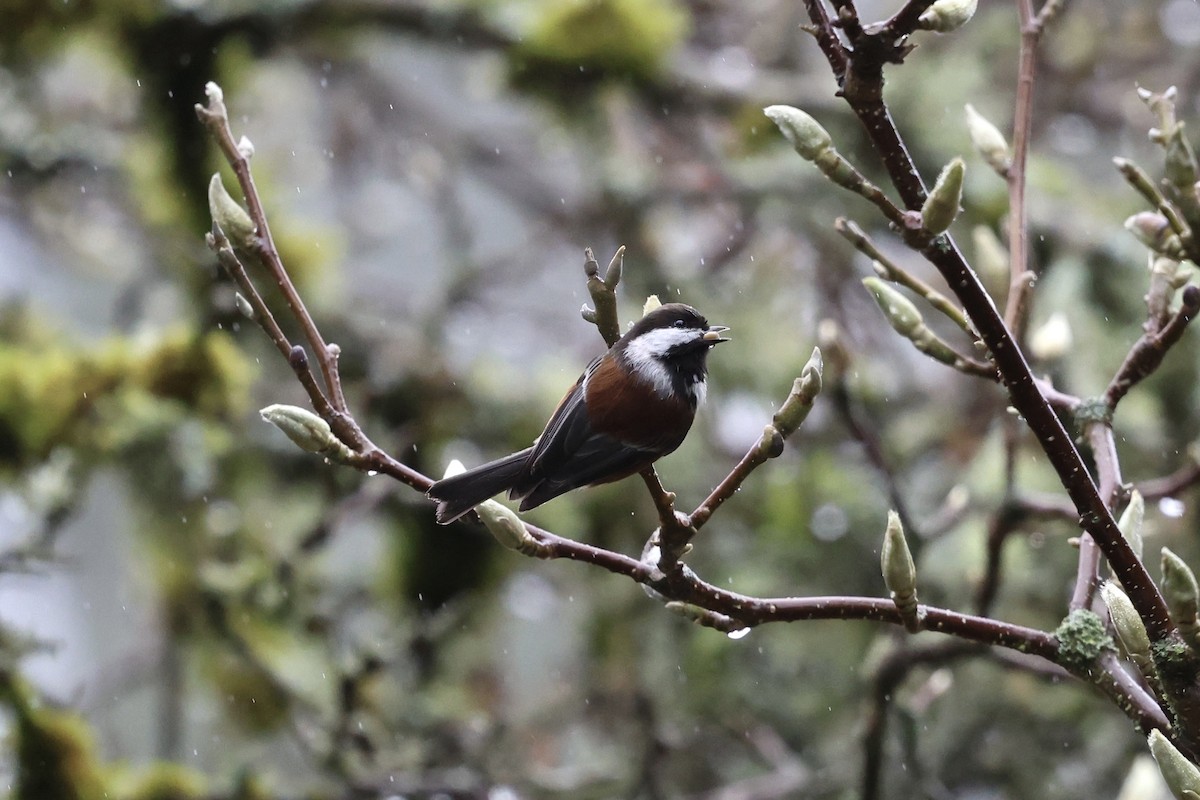 Carbonero Dorsicastaño - ML645351631