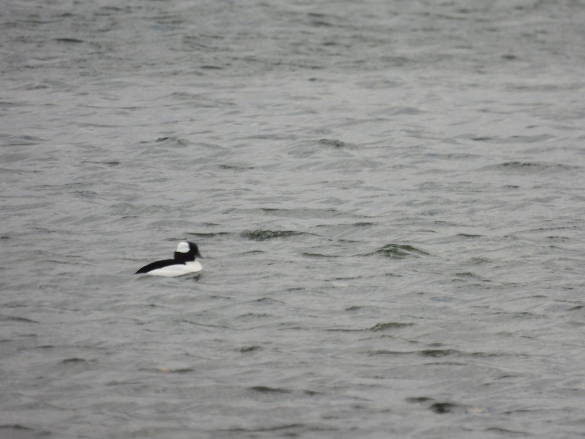 Porrón Albeola - ML645351632