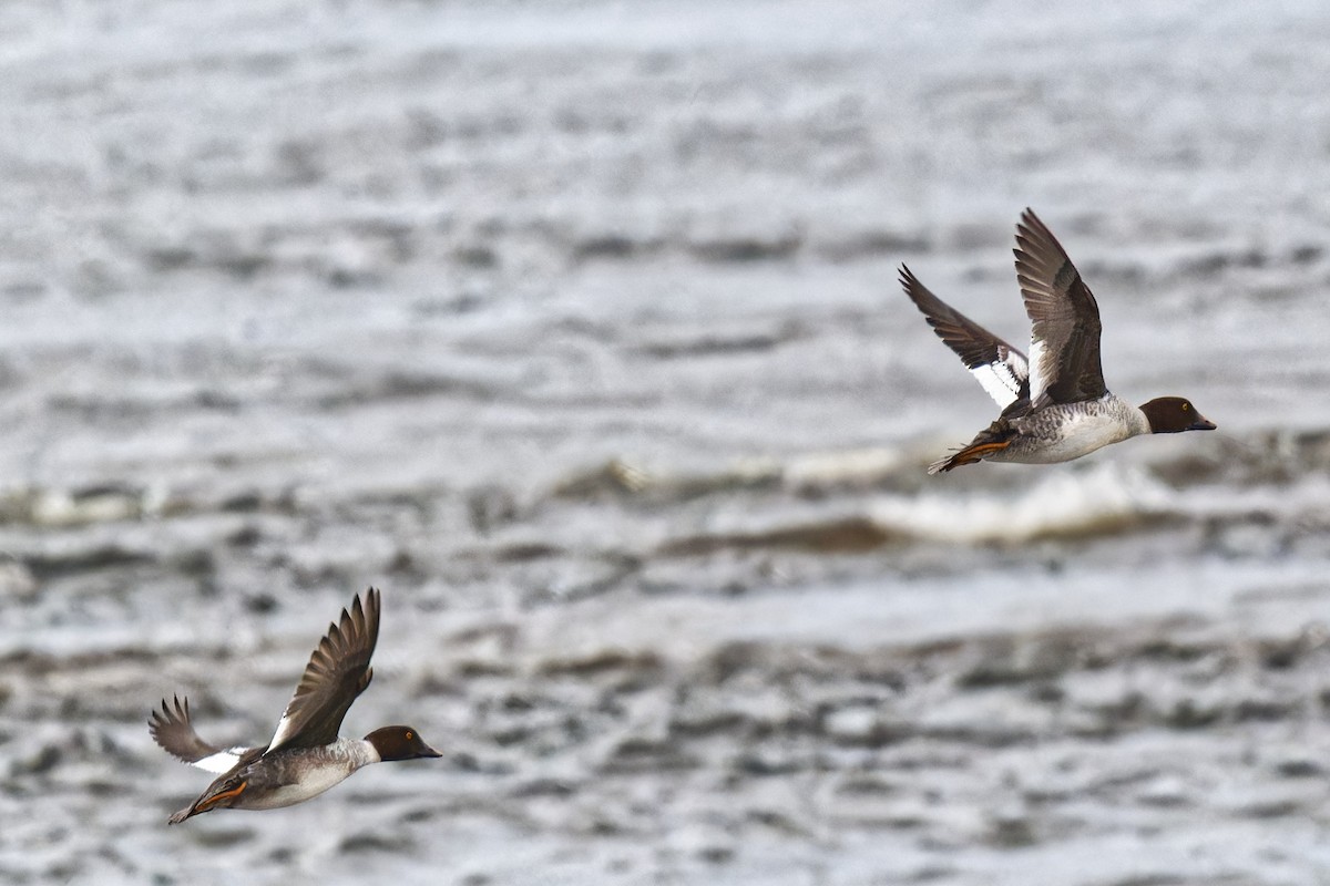 Porrón Osculado - ML645351633